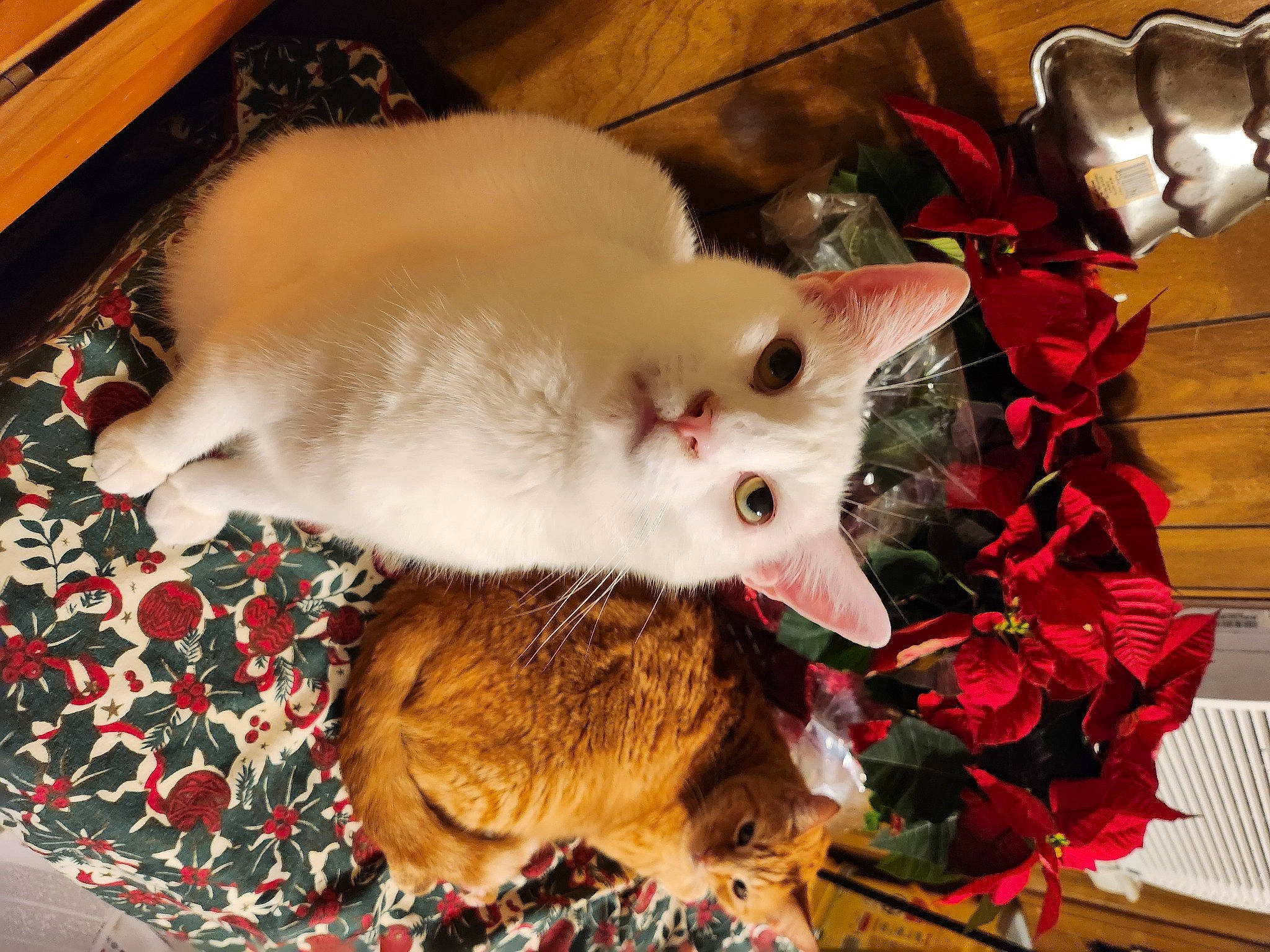 Casper is registered to the contest to win money with this photo: canidae, carnivore, cat, claw, companion_dog, dog_breed, domestic_short_haired_cat, fawn, felidae, fur, paw, photo_caption, small_to_medium_sized_cats, snout, tail, whiskers, wood