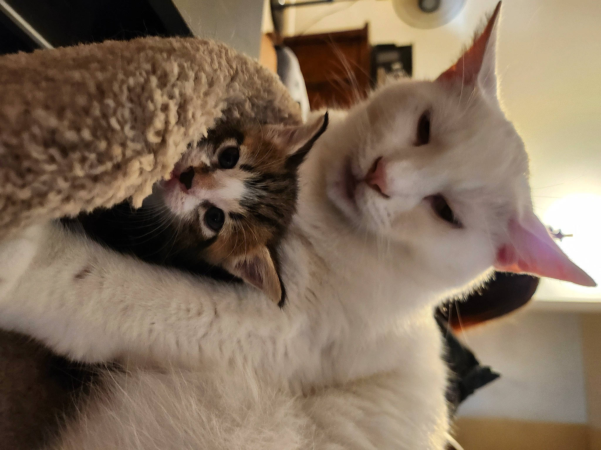 Casper is registered to the contest to win money with this photo: carnivore, cat, claw, comfort, domestic_short_haired_cat, fang, felidae, fur, paw, small_to_medium_sized_cats, tail, terrestrial_animal, whiskers