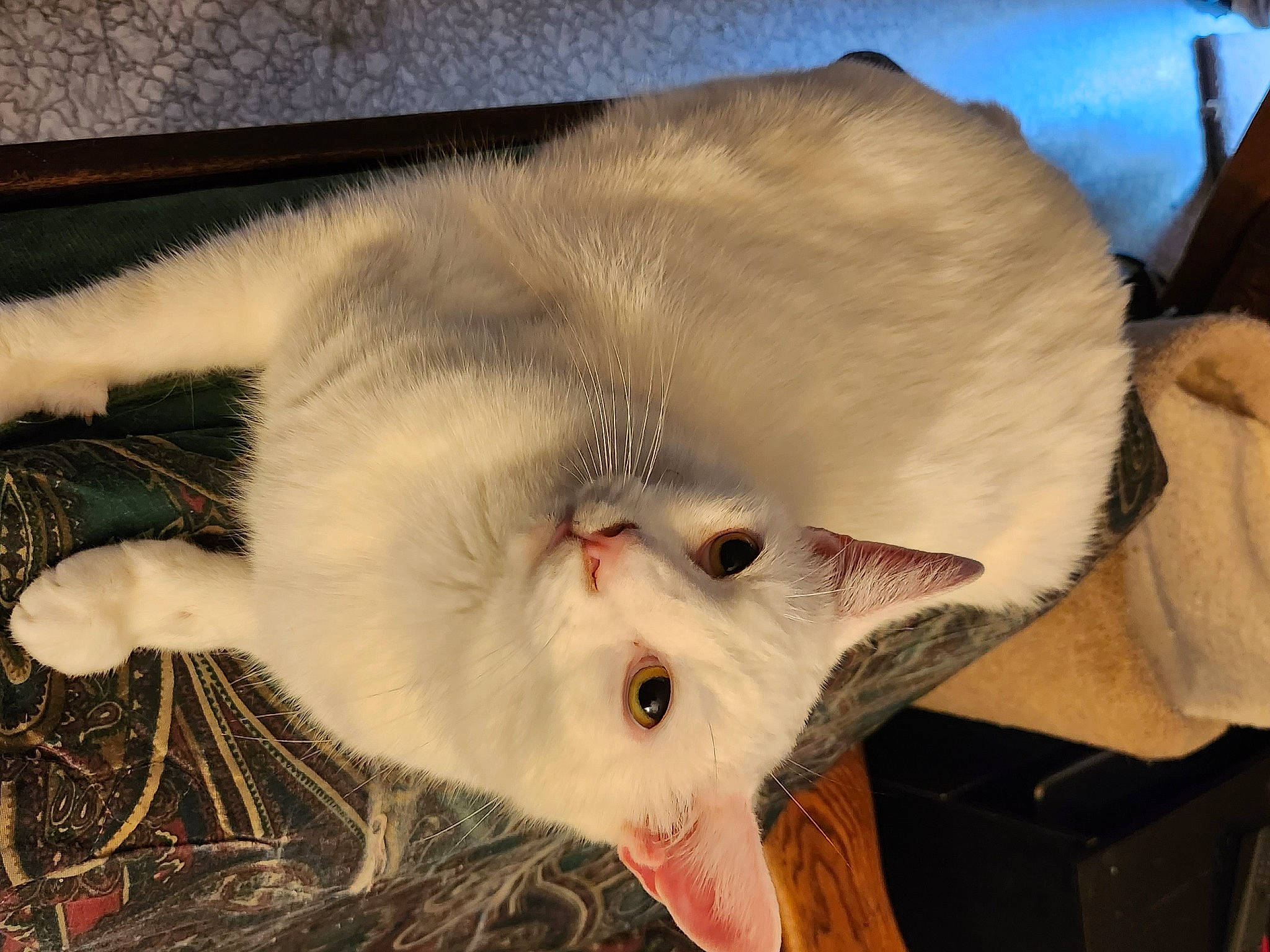 Casper joined the competition — help win amazing prizes! canidae, carnivore, cat, claw, dog_breed, domestic_short_haired_cat, ear, eye, fang, fawn, felidae, fur, head, jaw, paw, small_to_medium_sized_cats, snout, tail, terrestrial_animal, whiskers