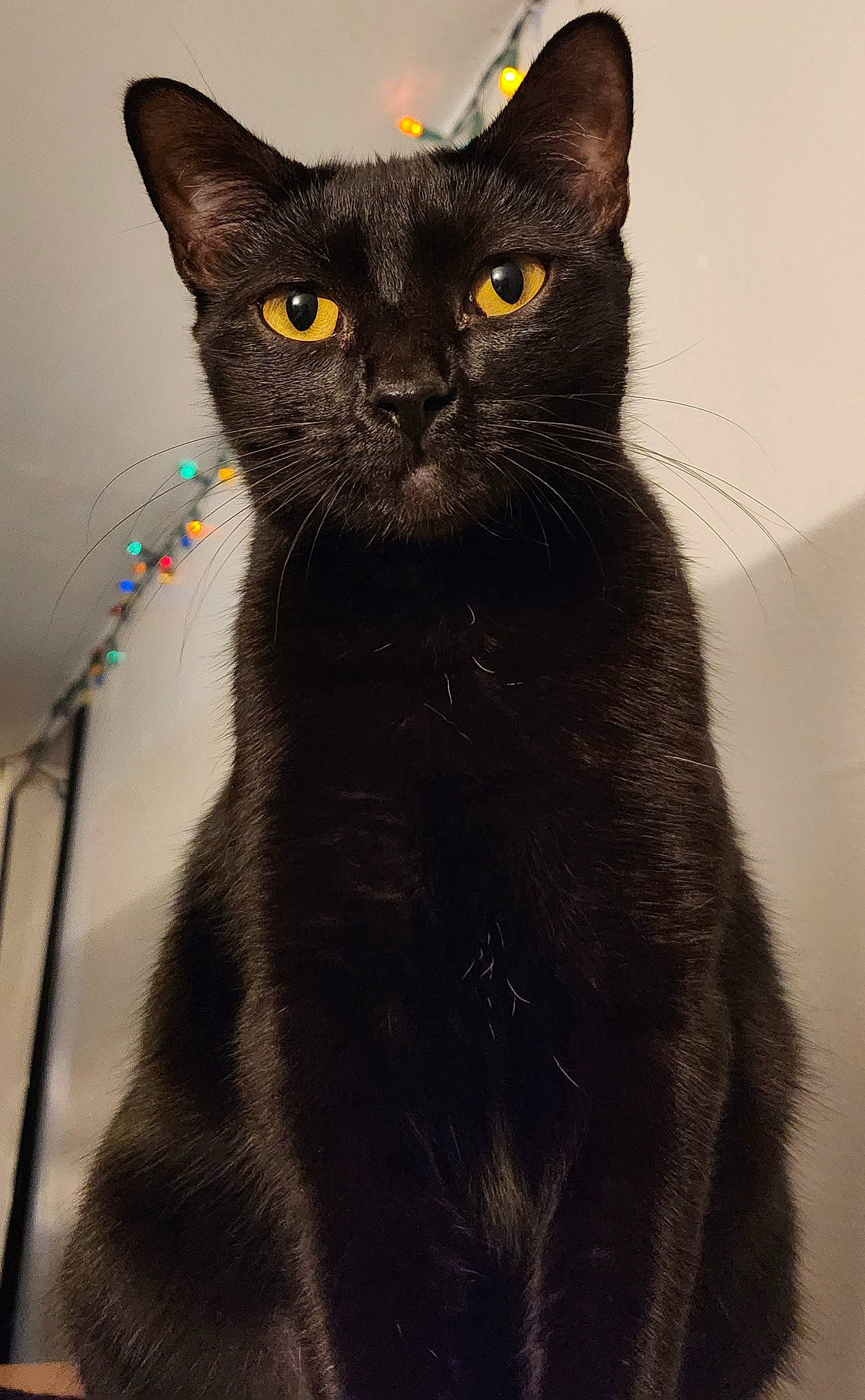 Sweet Pea joined the competition — help win amazing prizes! black_cat, bombay, carnivore, cat, domestic_short_haired_cat, felidae, fur, havana_brown, small_to_medium_sized_cats, snout, terrestrial_animal, whiskers