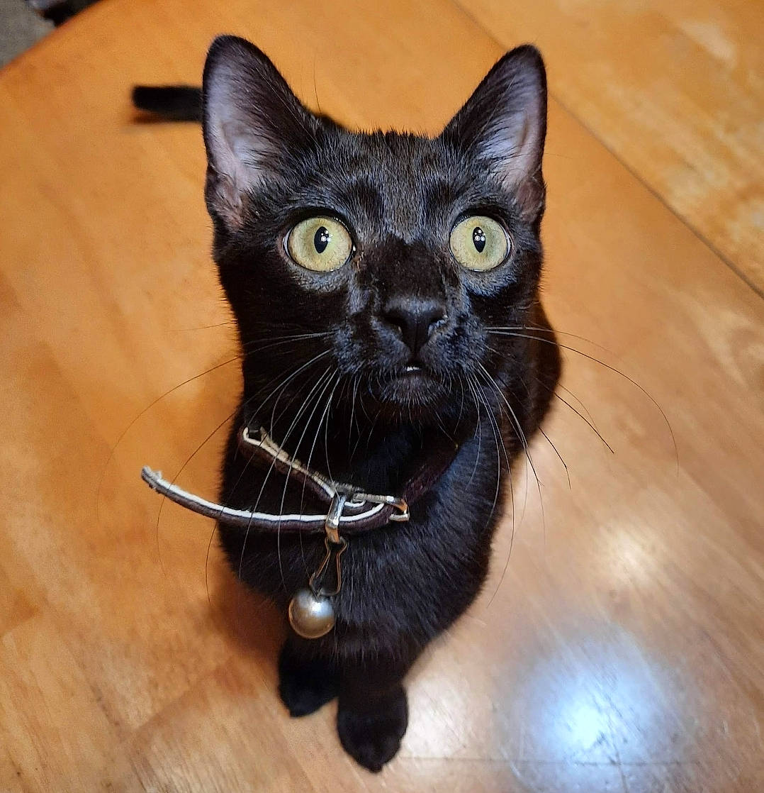 Sweet Pea is registered to the contest to win money with this photo: black_cat, bombay, carnivore, cat, claw, domestic_short_haired_cat, felidae, flooring, fur, hardwood, paw, small_to_medium_sized_cats, snout, tail, terrestrial_animal, varnish, whiskers, wood, wood_flooring, wood_stain