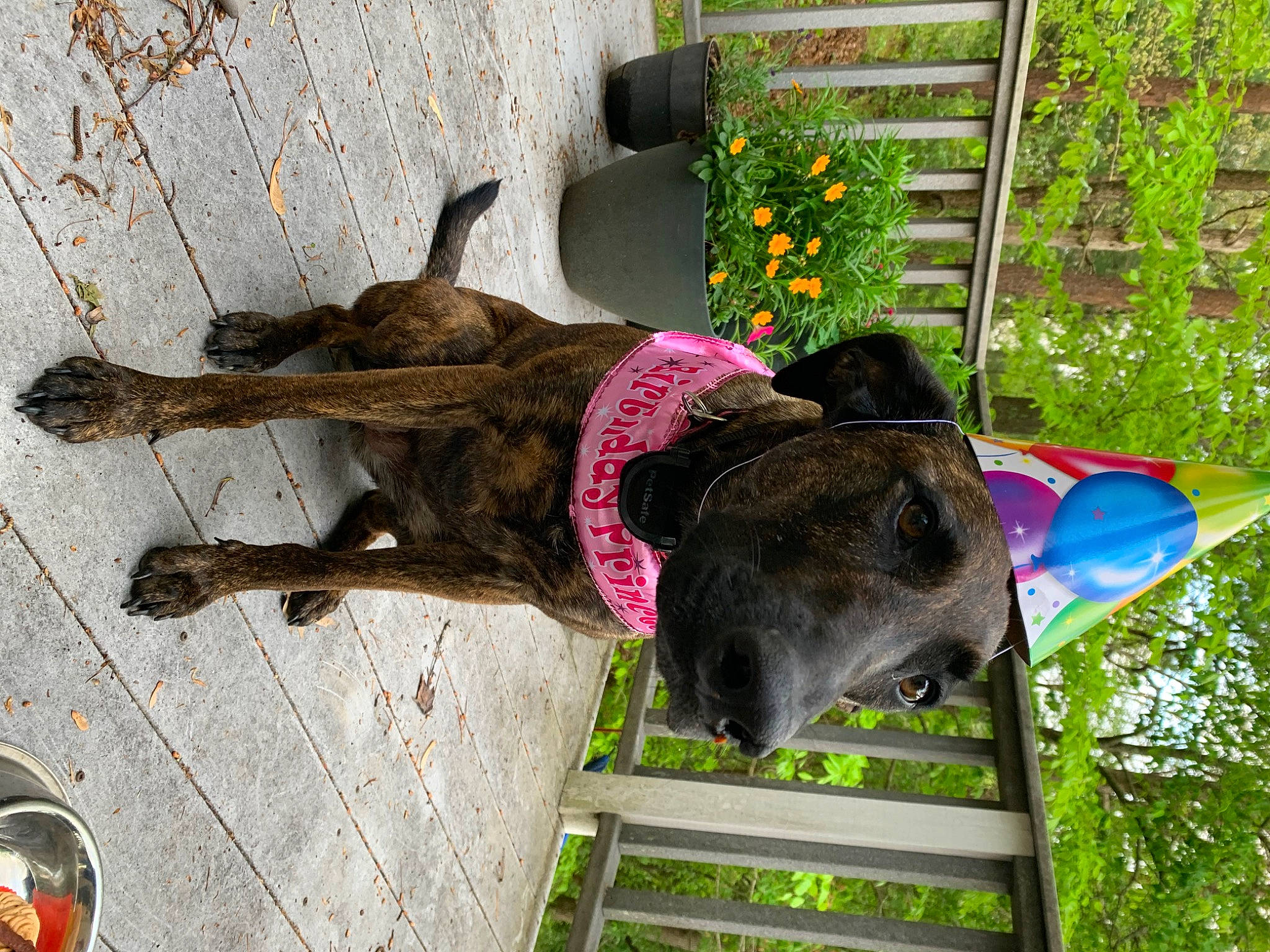 Shoco joined the competition — help win amazing prizes! annual_plant, canidae, carnivore, collar, companion_dog, dog, dog_breed, dog_supply, fawn, flower, grass, groundcover, leash, magenta, pet_supply, plant, snout, sporting_group, tail, working_animal