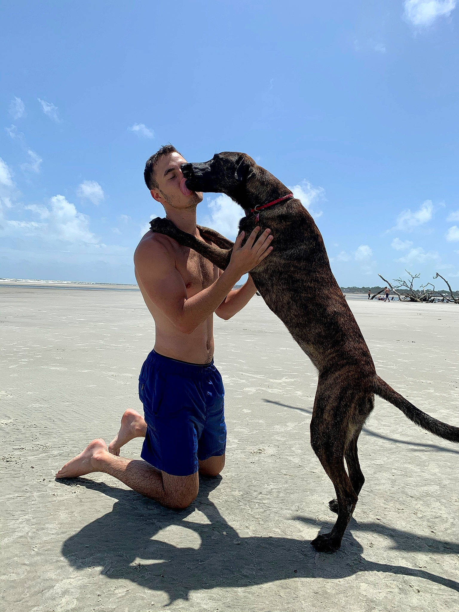 Shoco is registered to the contest to win money with this photo: barechested, barefoot, carnivore, cloud, dog, dog_breed, elbow, fawn, foot, fun, gesture, happy, human_leg, leisure, shorts, sky, sunglasses, thigh, trunks, vertebrate