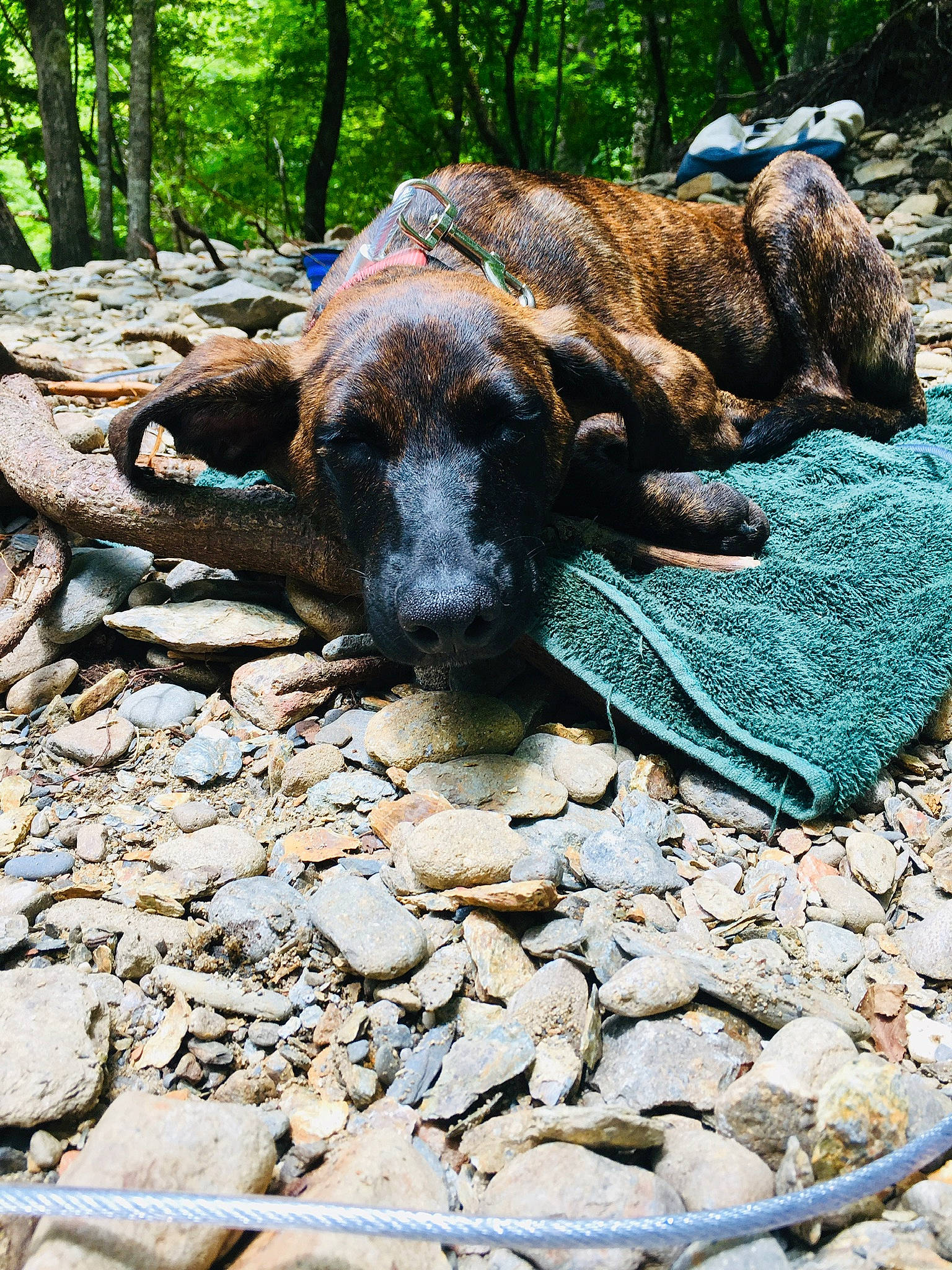 Shoco joined the competition — help win amazing prizes! bedrock, carnivore, cobblestone, dog, dog_breed, fawn, groundcover, landscape, liver, natural_landscape, pebble, plant, rock, snout, sporting_group, tail, terrestrial_animal, tree, trunk, working_animal