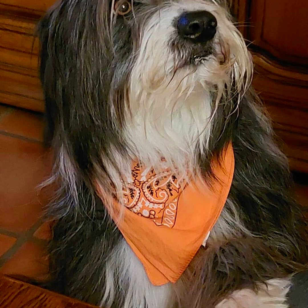 Maya