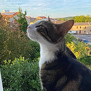 Arisu participe au concours pour gagner de l'argent avec cette photo : cat, feline, outdoor, garden, greenery, trees, houses, sky, daytime, pets, animal, nature, suburban, window, curious, domestic_cat, blurred, portrait, daylight, whiskers