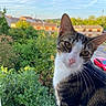 Arisu participe au concours pour gagner de l'argent avec cette photo : cat, tabby, pet, animal, outdoor, garden, greenery, house, sky, daylight, whiskers, closeup, curious, nature, window, residential, yellow_eyes, pink_nose, fur, portrait