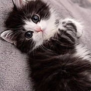 Chatouille participe au concours pour gagner de l'argent avec cette photo : kitten, cat, black_and_white, fluffy, cute, pet, animal, feline, soft, blanket, lying_down, close_up, whiskers, ears, eyes, young, fur, indoor, resting, adorable