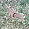 Baby Girl is registered to the contest to win money with this photo: alert, animal, brown, canine, casual, daylight, dog, ears_up, grass, ground, harness, leaf_litter, leash, mixed_grass, nature, outdoor, pet, side_view, standing, walking