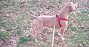 Baby Girl is registered to the contest to win money with this photo: alert, animal, canine, curious, daylight, dog, four_legs, grass, ground, harness, leaf_litter, leash, nature, outdoor, park, pet, short_hair, side_view, standing, tan_dog