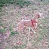 alert, animal, canine, curious, daylight, dog, four_legs, grass, ground, harness, leaf_litter, leash, nature, outdoor, park, pet, short_hair, side_view, standing, tan_dog