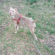 Baby Girl is registered to the contest to win money with this photo: animal, brown, canine, curious, daylight, dog, ears, grass, ground, harness, leash, leaves, nature, outdoor, park, pet, standing, tail, walk, white