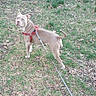 animal, brown, canine, curious, daylight, dog, ears, grass, ground, harness, leash, leaves, nature, outdoor, park, pet, standing, tail, walk, white