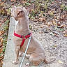 Baby Girl joined the competition — help win amazing prizes! alert, animal, autumn, brown_dog, canine, companion, concrete, dirt, dog, harness, leash, leaves, nature, outdoor, park, pet, short_hair, side_view, sitting, walk