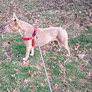 Baby Girl joined the competition — help win amazing prizes! dog, pitbull, canine, harness, leash, grass, fallen_leaves, outdoor, park, pet, standing, alert, short_coat, tan_coat, white_paws, tail_up, ears_up, walking, owner_leash, nature