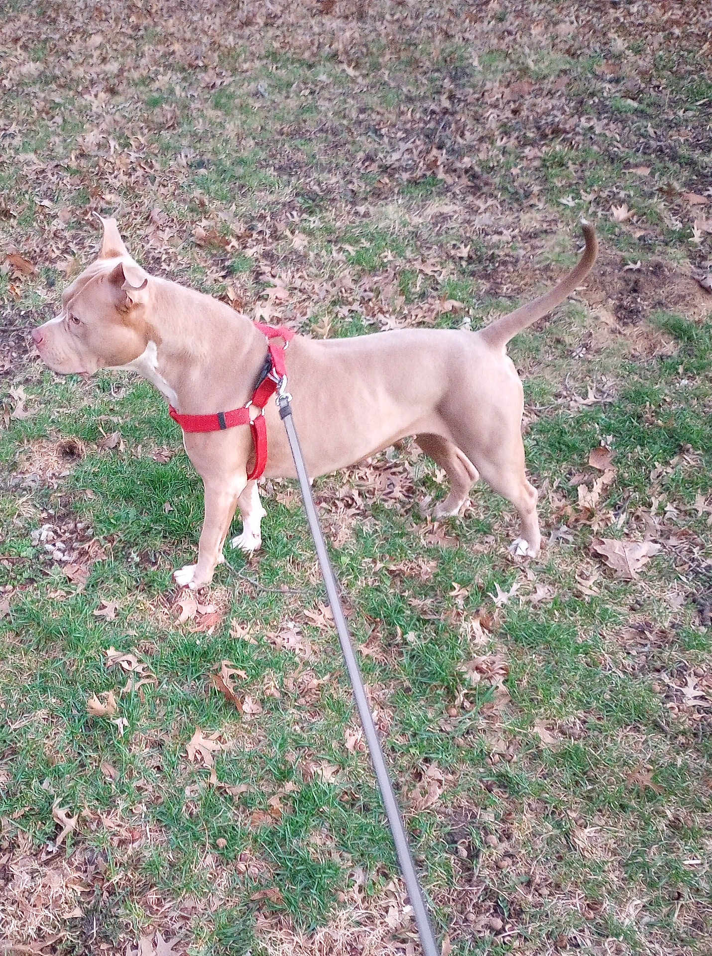 Baby Girl joined the competition — help win amazing prizes! dog, pitbull, canine, harness, leash, grass, fallen_leaves, outdoor, park, pet, standing, alert, short_coat, tan_coat, white_paws, tail_up, ears_up, walking, owner_leash, nature