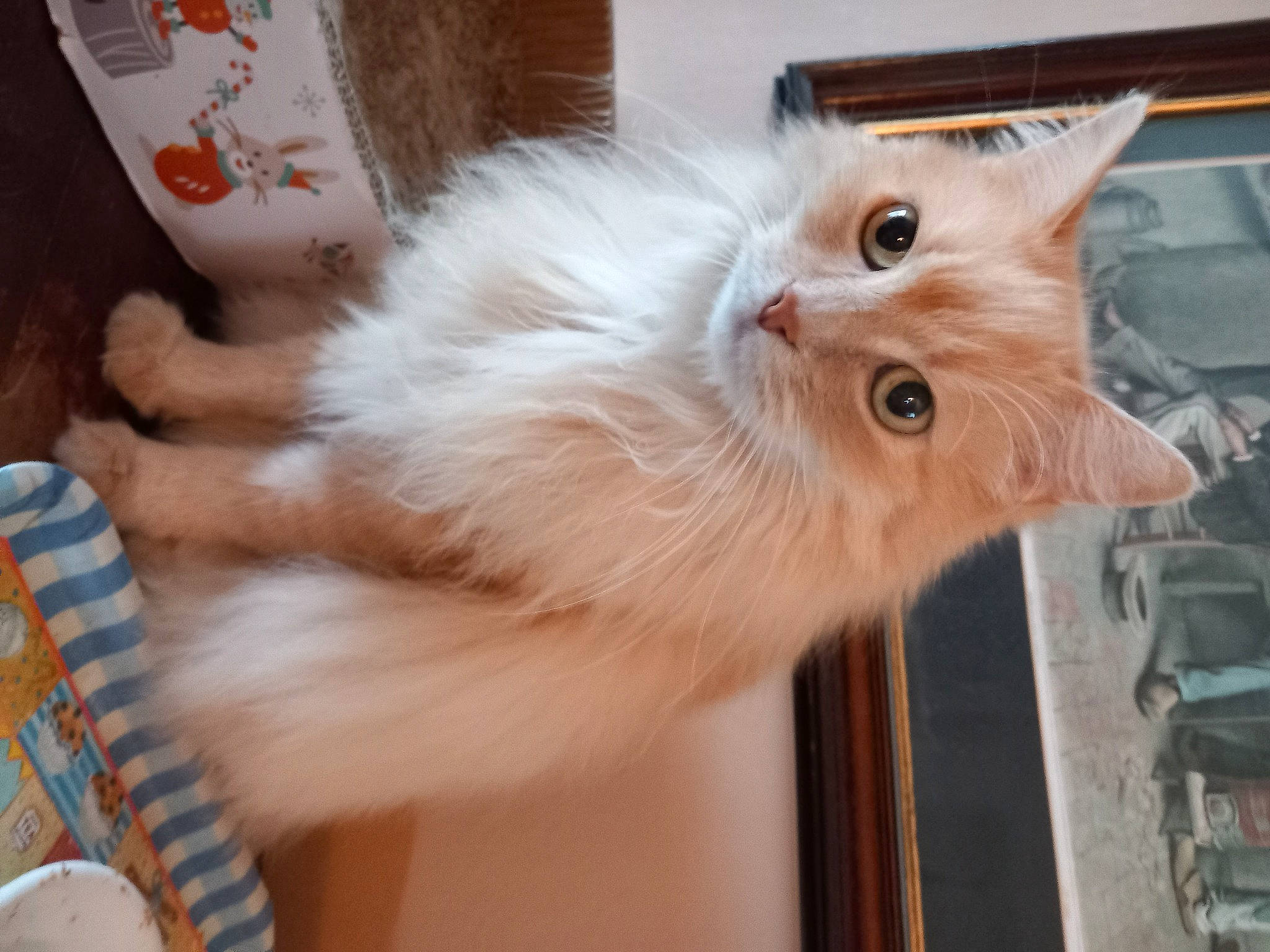 Zenia participe au concours pour gagner de l'argent avec cette photo : british_longhair, carnivore, cat, claw, fawn, felidae, fur, hardwood, kitchen_utensil, paw, persian, plant, small_to_medium_sized_cats, snout, tail, whiskers, wood