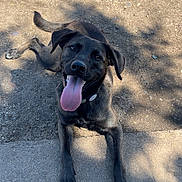 Helios is registered to the contest to win money with this photo: dog, black_dog, tongue_out, happy, pet, canine, outdoor, sunlight, shadow, sidewalk, dirt, animal, playful, collar, paw, tail, looking_up, ears, smiling, ground