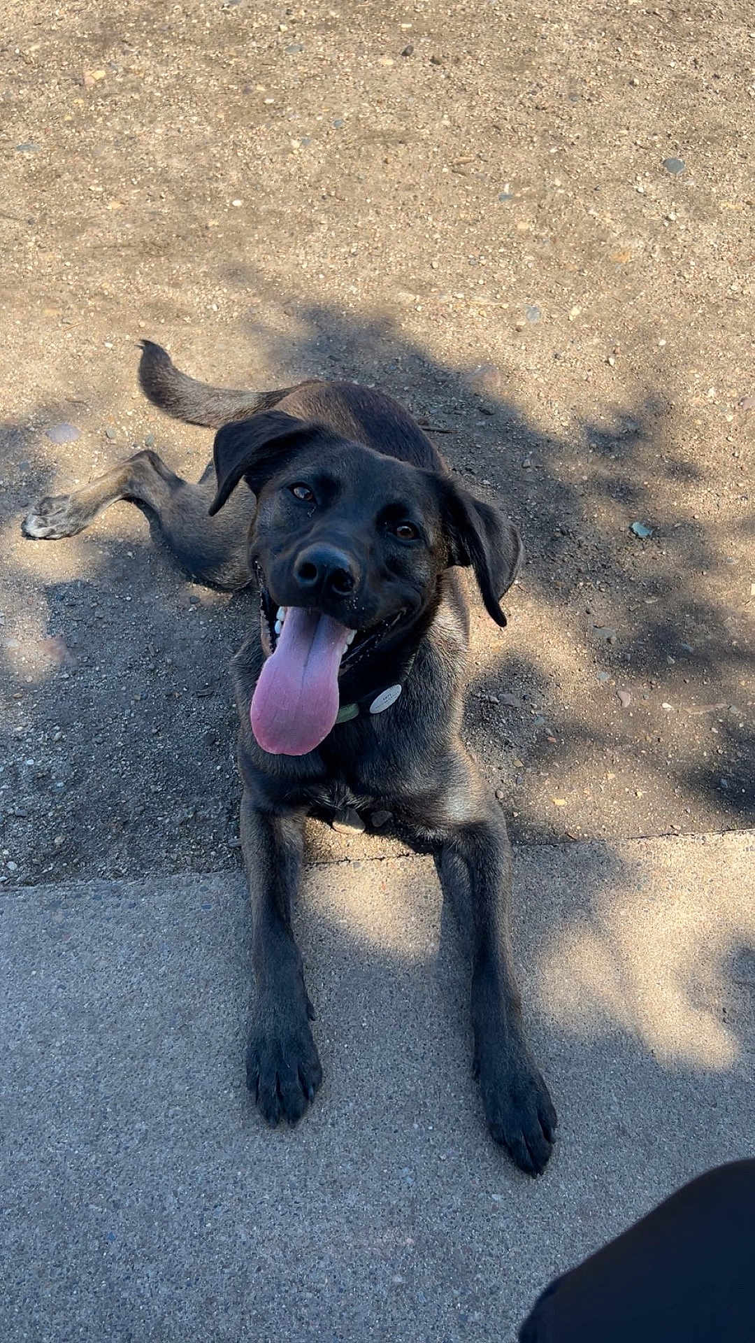Helios is registered to the contest to win money with this photo: dog, black_dog, tongue_out, happy, pet, canine, outdoor, sunlight, shadow, sidewalk, dirt, animal, playful, collar, paw, tail, looking_up, ears, smiling, ground