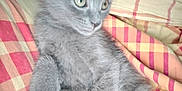Milo participe au concours pour gagner de l'argent avec cette photo : kitten, gray_cat, feline, pet, animal, fur, cute, whiskers, paw, relaxed, indoors, blanket, striped, colorful, cozy, young, small, soft, resting, domestic_cat