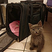 Milo participe au concours pour gagner de l'argent avec cette photo : kitten, gray_cat, pet_carrier, pink_blanket, floor_tile, indoor, curious, small_animal, pet, fur, whiskers, ears, eyes, companion, home, cute, animal, domestic_cat, floor, sitting