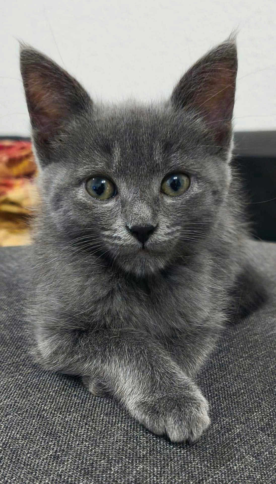 Milo