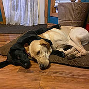 Cocoa is registered to the contest to win money with this photo: dog, black_dog, yellow_dog, lying_down, floor, wooden_floor, mat, indoor, pet, animal, cozy, resting, paw, curtains, plant_pot, home, relaxed, companionship, cute, friendship