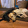 dog, black_dog, yellow_dog, lying_down, floor, wooden_floor, mat, indoor, pet, animal, cozy, resting, paw, curtains, plant_pot, home, relaxed, companionship, cute, friendship