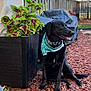 Cocoa is registered to the contest to win money with this photo: dog, black_dog, bandana, plant, planter, wood_chips, backyard, fence, outdoor, pet, sitting, greenery, leafy_plant, garden, collar, sunlight, happy, tongue_out, nature, shade