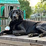 Cocoa is registered to the contest to win money with this photo: dog, black_dog, outdoor, table, playground, wooden_structure, fence, grass, pet, animal, lying_down, calm, nature, daylight, canine, paw, ear, snout, fur, relaxed