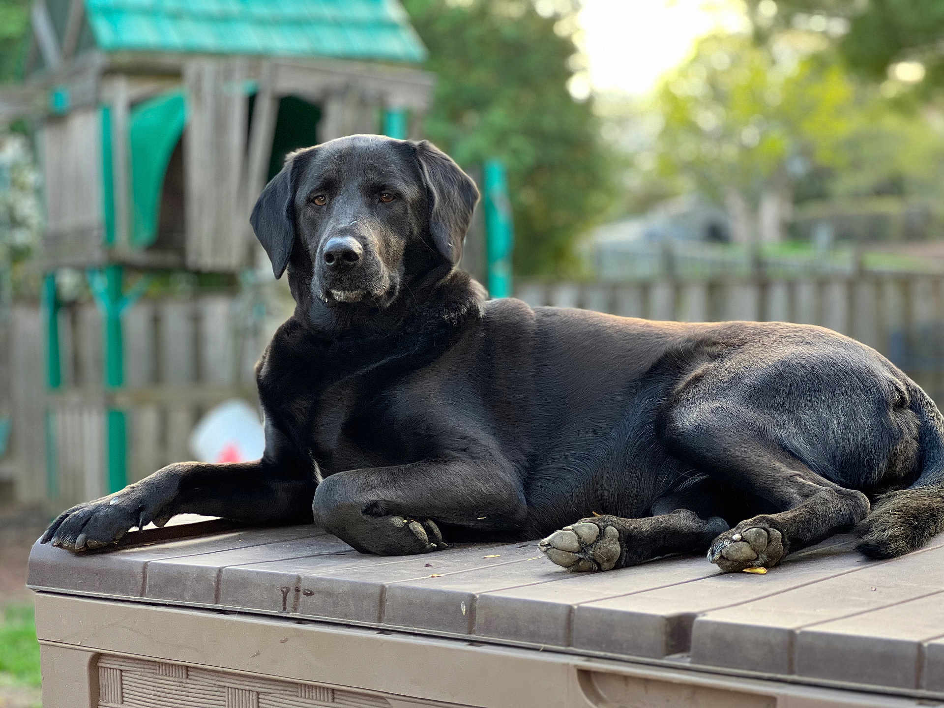 Cocoa is registered to the contest to win money with this photo: dog, black_dog, outdoor, table, playground, wooden_structure, fence, grass, pet, animal, lying_down, calm, nature, daylight, canine, paw, ear, snout, fur, relaxed