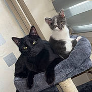 Bibou Et Aya a rejoint le concours — aidez-le/la à gagner de superbes lots ! abyssinian, angora, animal, architecture, armchair, blackcat, building, cat, chair, couch, cushion, furniture, homedecor, house, housing, indoors, kitten, manx, pet, staircase