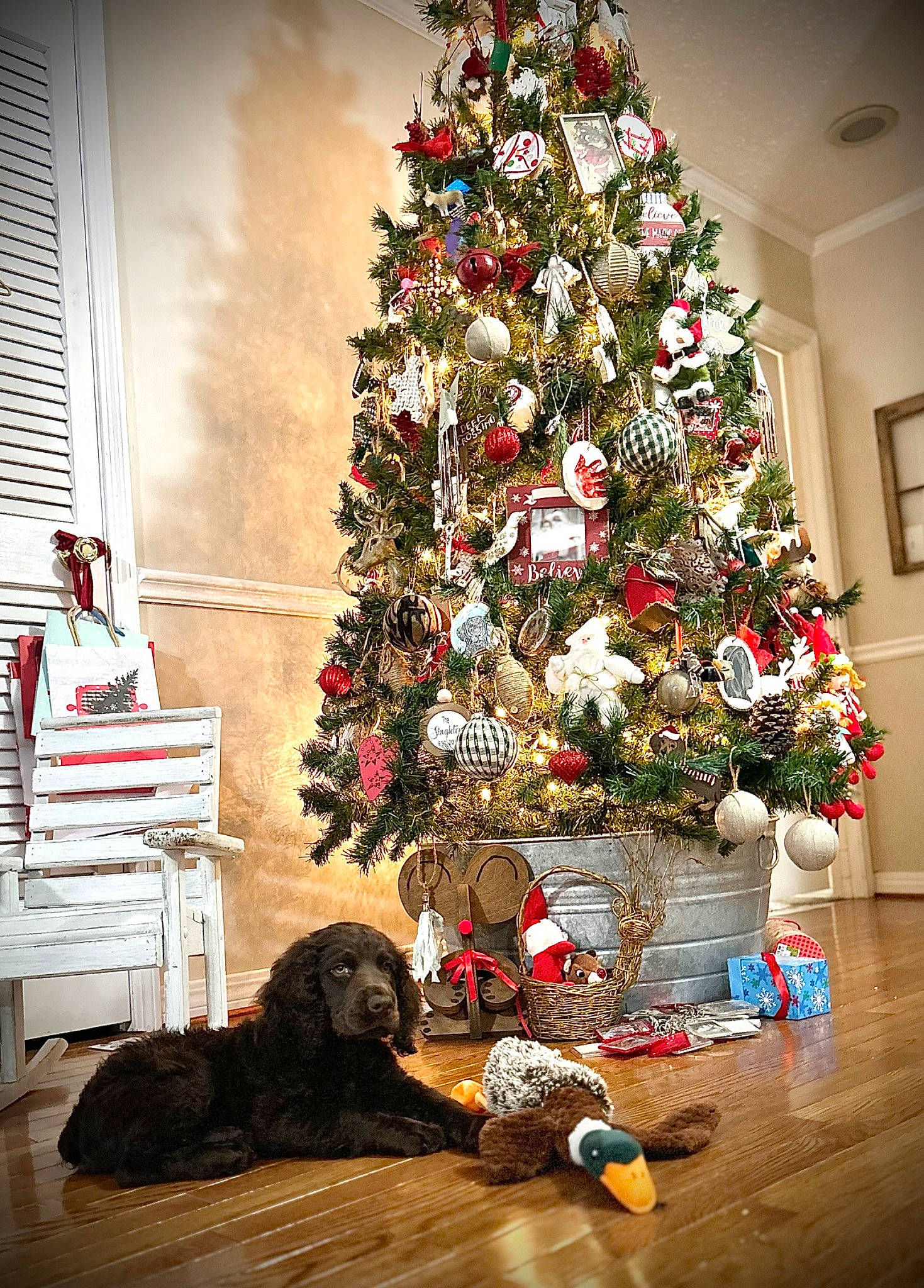 Rip joined the competition — help win amazing prizes! christmas, christmas_decoration, christmas_eve, christmas_ornament, christmas_tree, creative_arts, decoration, dog, event, holiday, holiday_ornament, interior_design, living_room, ornament, plant, tints_and_shades, tree, window, wood, woody_plant