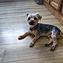 Tommy participe au concours pour gagner de l'argent avec cette photo : animal, canine, collar, companion, curious, cute, cute_pet, dog, domestic, flooring, fur, home, indoor, kitchen, laying_down, pet, relaxed, resting, small_dog, wooden_floor