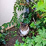 animal, cat, daylight, feline, foliage, garden, greenery, leaves, nature, outdoor, pet, plants, quiet, resting, shrub, sitting, small_animal, soil, tabby_cat, wall