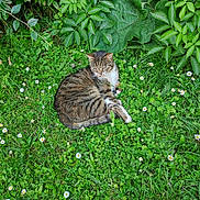 Tigrou a rejoint le concours — aidez-le/la à gagner de superbes lots ! animal, cat, daisies, feline, flora, flowers, garden, grass, greenery, leafy_plants, nature, outdoor, peaceful, pet, relaxing, resting, summer, sunlight, tabby_cat, wildlife