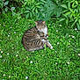 animal, cat, daisies, feline, flora, flowers, garden, grass, greenery, leafy_plants, nature, outdoor, peaceful, pet, relaxing, resting, summer, sunlight, tabby_cat, wildlife