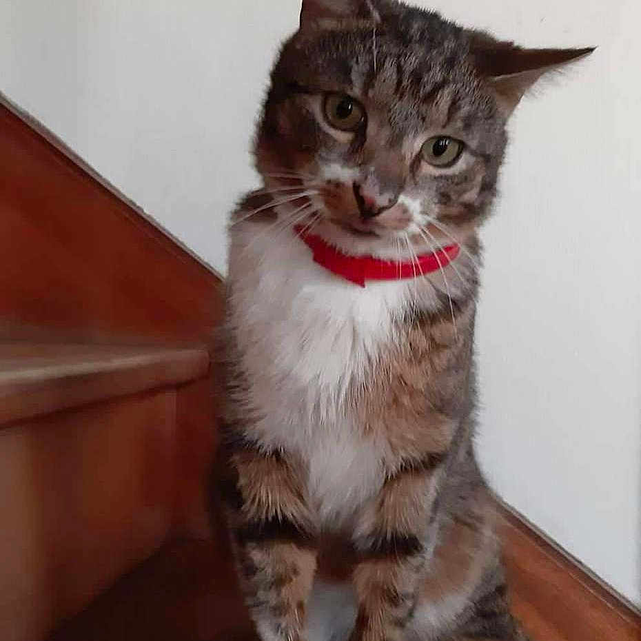 Tigrou a rejoint le concours — aidez-le/la à gagner de superbes lots ! animal, cat, companionship, curious, cute, domestic_cat, feline, fur, head_tilt, indoor, looking, paws, pet, portrait, red_collar, sitting, stairs, tabby, whiskers, wooden_stairs