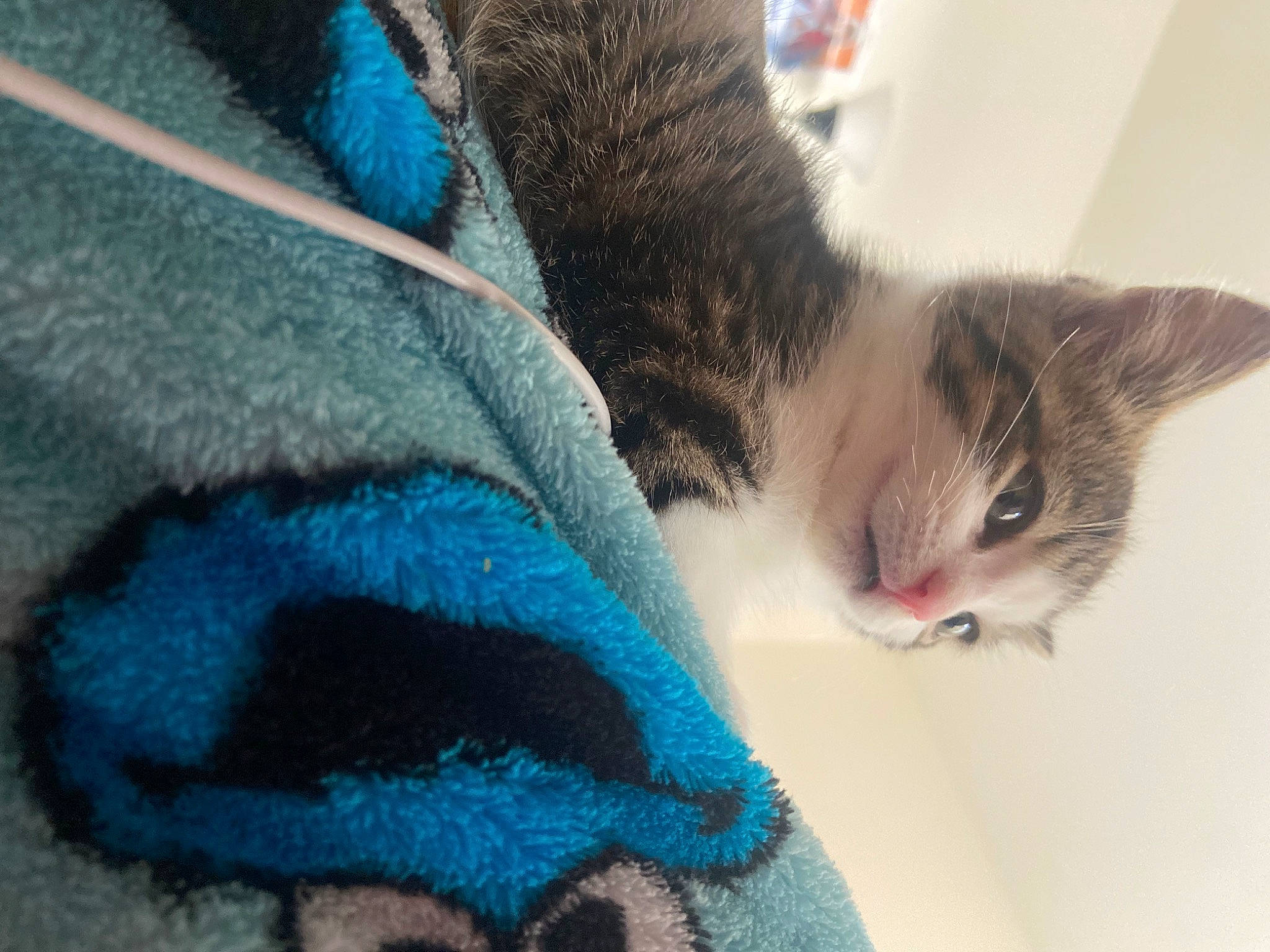 Avery joined the competition — help win amazing prizes! carnivore, cat, close_up, comfort, domestic_short_haired_cat, electric_blue, felidae, fur, grey, paw, plant, small_to_medium_sized_cats, snout, tail, textile, tree, whiskers, window, winter, wool