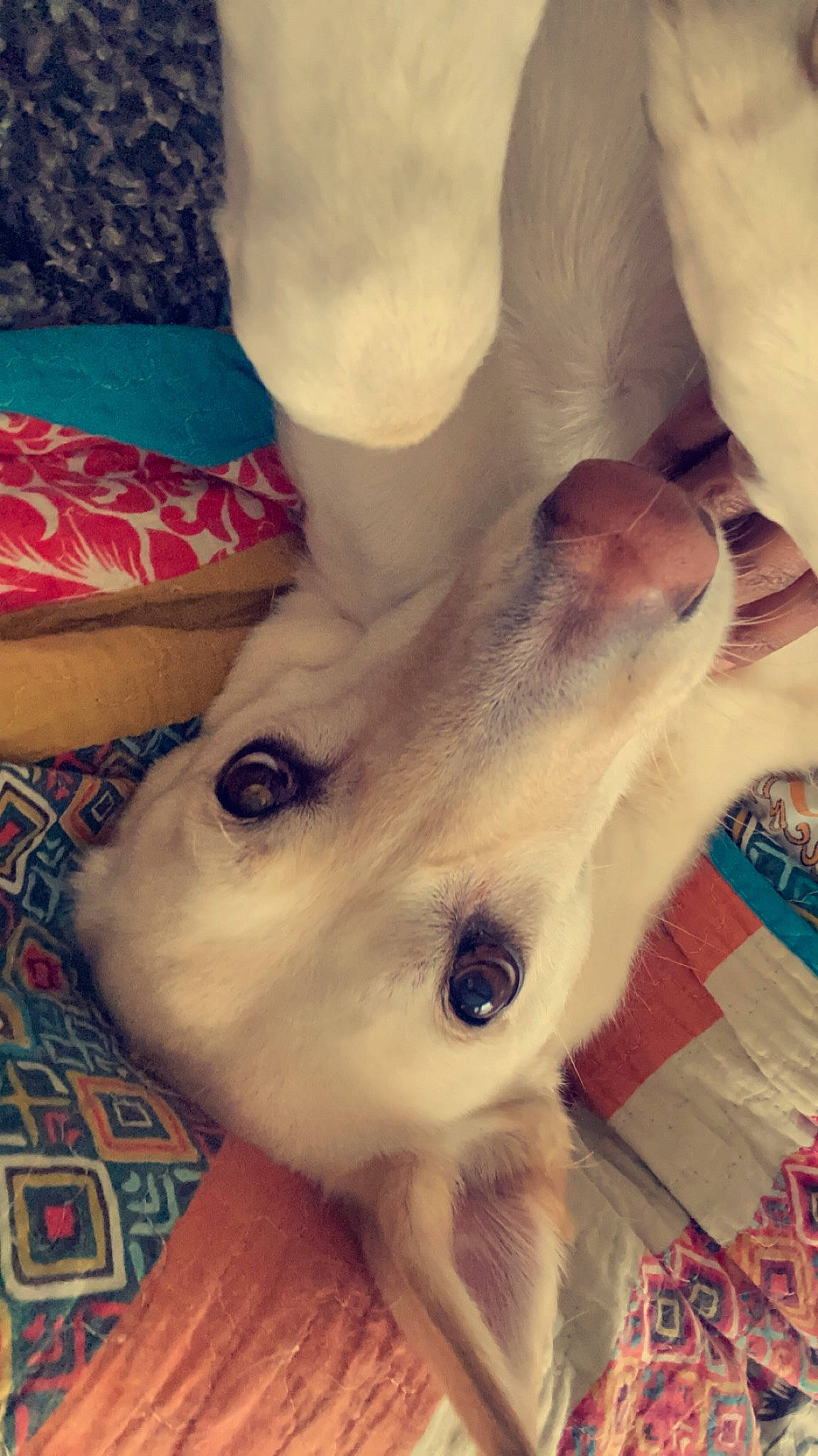 Kim is registered to the contest to win money with this photo: canidae, carnivore, companion_dog, dog, dog_breed, ear, fawn, felidae, fur, gesture, happy, head, jaw, paw, selfie, snout, sporting_group, tail, whiskers, working_animal