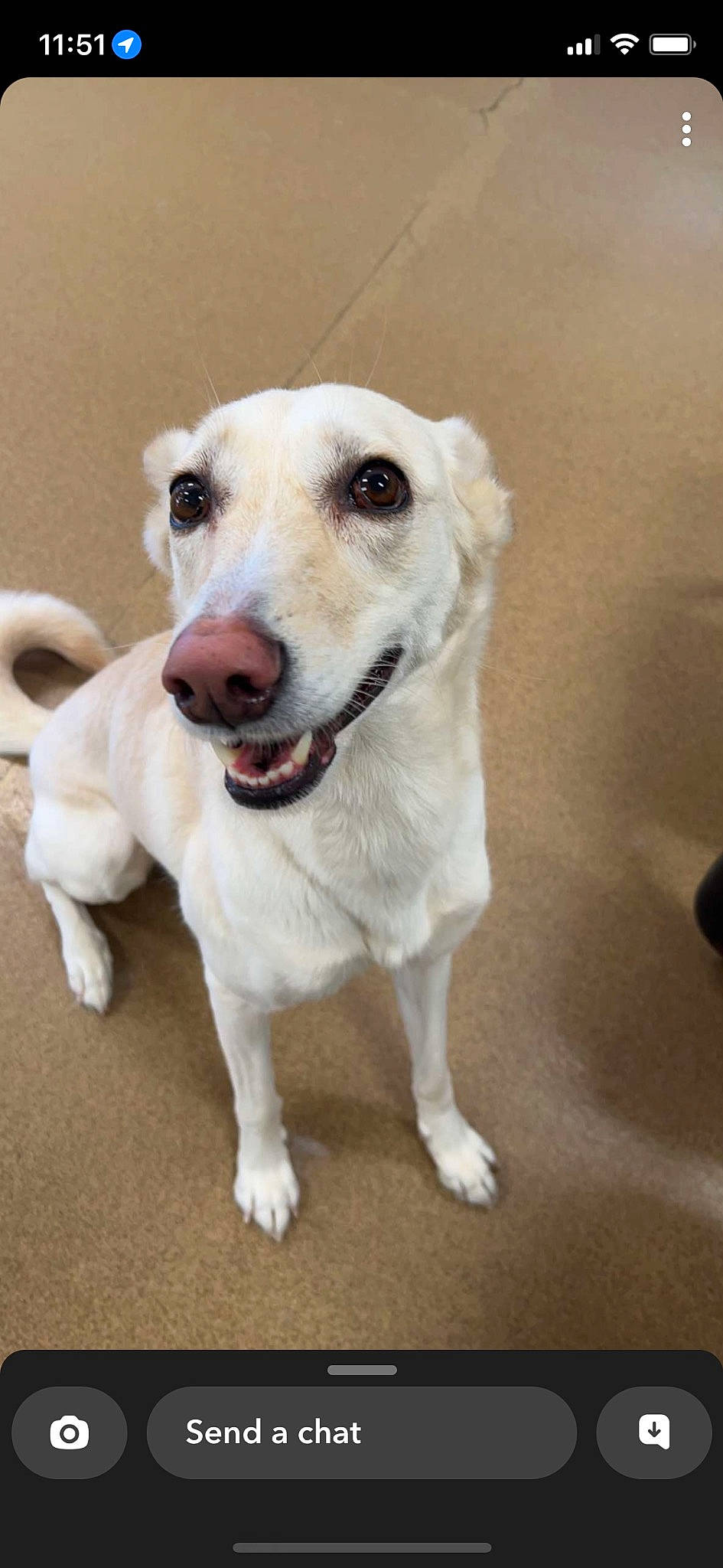 Kim is registered to the contest to win money with this photo: canidae, carnivore, collar, companion_dog, dog, dog_breed, dog_collar, fawn, flooring, fur, non_sporting_group, paw, pet_supply, snout, sporting_group, street_dog, whiskers, working_animal