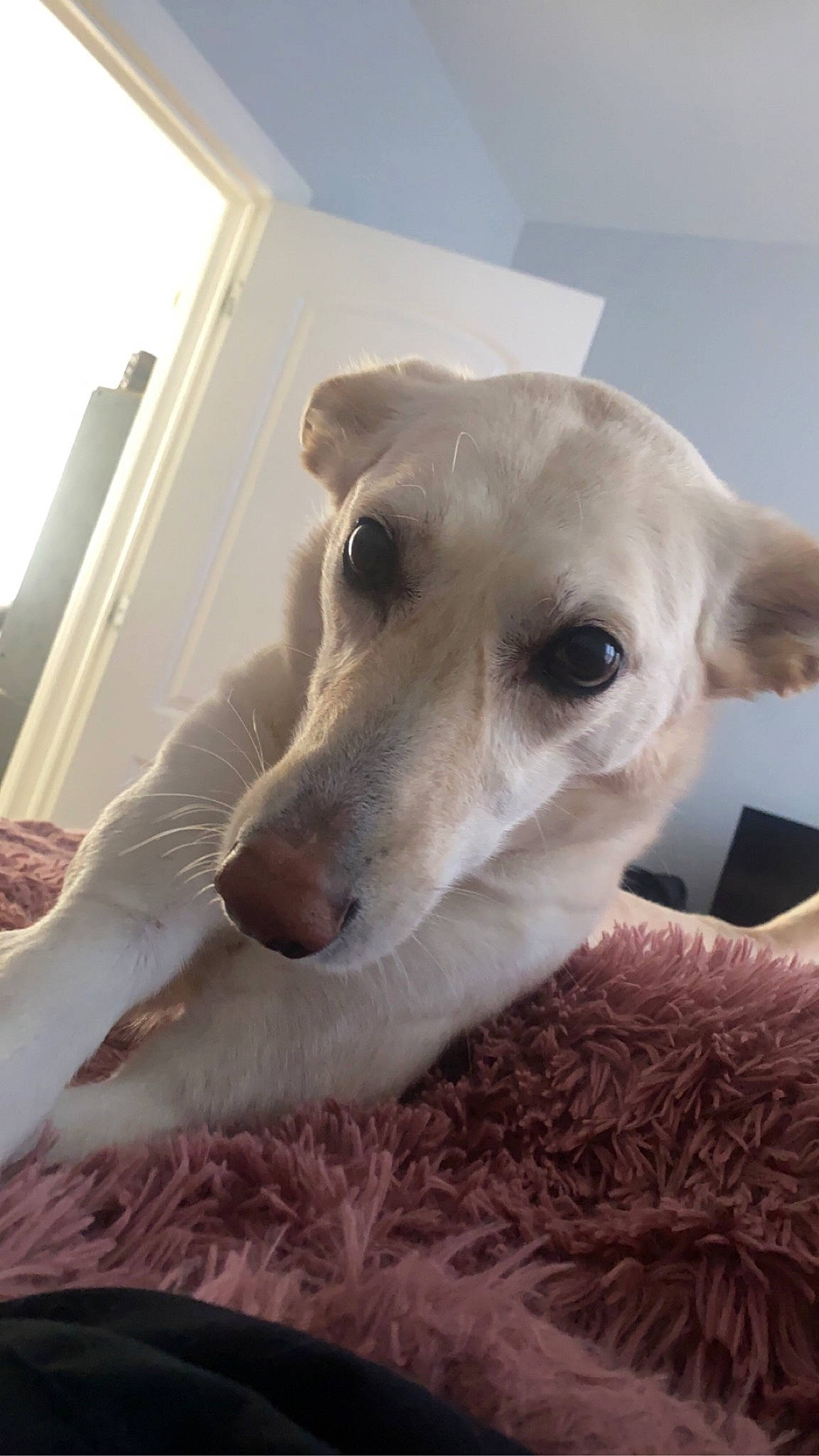 Kim joined the competition — help win amazing prizes! aircraft, canidae, carnivore, comfort, companion_dog, dog, dog_breed, fawn, non_sporting_group, puppy, rampur_greyhound, sighthound, sporting_group, terrestrial_animal, whiskers, wood, working_animal