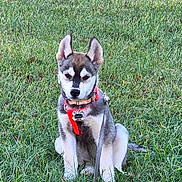 Freya is registered to the contest to win money with this photo: dog, puppy, grass, leash, harness, outdoor, pet, canine, sitting, fur, cute, animal, nature, young, ears, collar, green, field, adorable, alert
