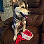 Freya is registered to the contest to win money with this photo: brown_leather, canine, carpet, collar, decor, dog, door, furniture, happy, indoor, living_room, paw_print, pet, recliner, red, santa_hat, seat, sign, tongue_out, white