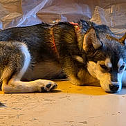Freya is registered to the contest to win money with this photo: animal, calm, canine, dog, domestic_animal, ears, floor, fur, husky, indoor, laying_down, muzzle, nose, paw, pet, quiet, resting, side_view, sleeping, tail