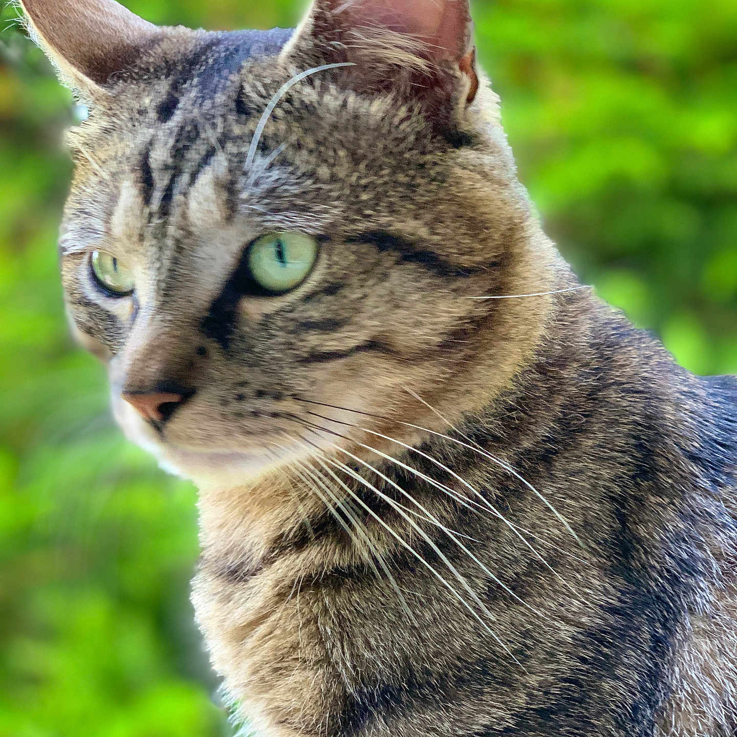 Shadow participe au concours pour gagner de l'argent avec cette photo : animal, blurred_background, cat, close_up, curious, domestic_cat, ears, face, feline, fur, green_eyes, mammal, nature, outdoor, pet, portrait, profile, soft_light, tabby_cat, whiskers