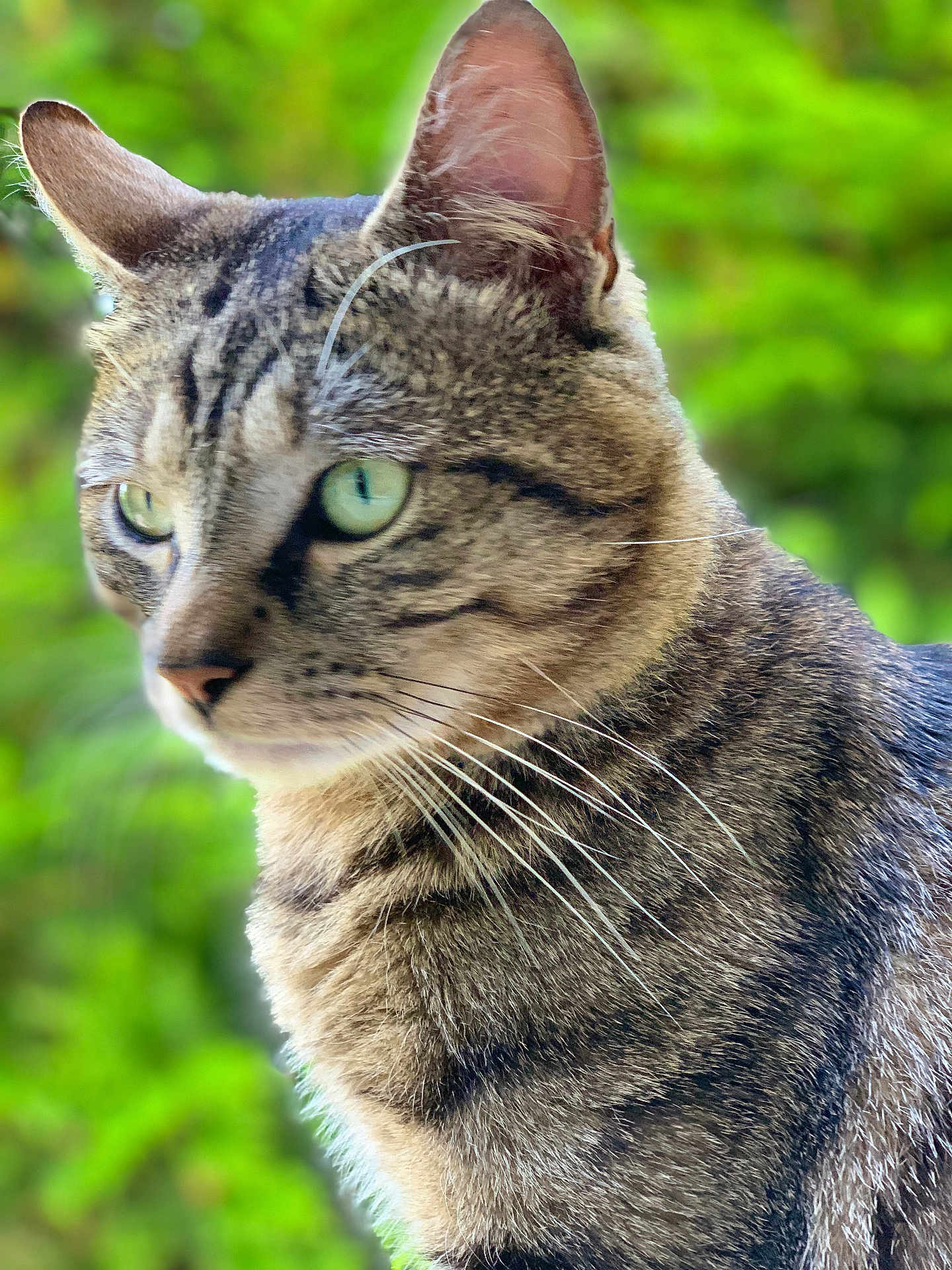 Shadow participe au concours pour gagner de l'argent avec cette photo : cat, tabby_cat, close_up, portrait, green_eyes, whiskers, fur, animal, pet, outdoor, nature, blurred_background, mammal, feline, ears, face, profile, soft_light, curious, domestic_cat