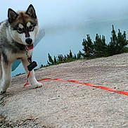 Aïko participe au concours pour gagner de l'argent avec cette photo : dog, leash, rocky_path, water, mist, outdoor, nature, greenery, happy_dog, furry, canine, animal, pets, fog, landscape, walking, collar, tongue_out, daytime, scenic