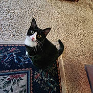 Louie joined the competition — help win amazing prizes! cat, tuxedo_cat, black_and_white, pet, animal, face, eyes, whiskers, ears, tail, sitting, indoor, carpet, rug, patterned_rug, furniture, chair, home, portrait, looking_up
