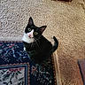 cat, tuxedo_cat, black_and_white, pet, animal, face, eyes, whiskers, ears, tail, sitting, indoor, carpet, rug, patterned_rug, furniture, chair, home, portrait, looking_up